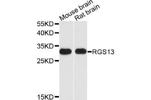 Western blot analysis of extracts of various cell lines, using RGS13 antibody. (RGS13 antibody)