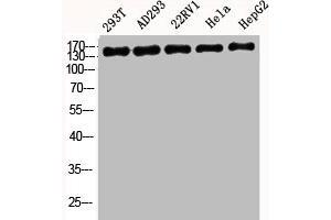 Western Blot analysis of 293T AD293 22RV1 HELA HepG2 cells using BAF170 Polyclonal Antibody (SMARCC2 antibody  (Internal Region))