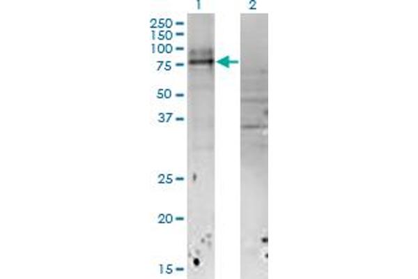 IL18RAP antibody  (AA 20-129)