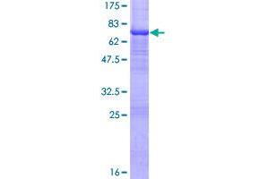 Actin-Related Protein 10 Homolog (ACTR10) (AA 1-417) protein (GST tag)