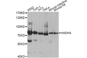 Western blot analysis of extracts of various cell lines, using HADHA antibody.