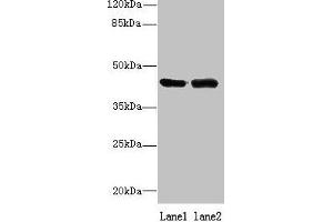 Western blot All lanes: NIF3L1 antibody at 0. (NIF3L1 antibody  (AA 1-377))