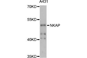 Western blot analysis of extracts of A-431 cells, using NKAP antibody (ABIN6290675) at 1:3000 dilution.