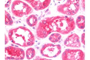 Anti-MTBP antibody IHC staining of human kidney. (MTBP antibody  (AA 23-350))