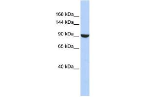 WB Suggested Anti-PWP2 Antibody Titration:  0. (PWP2 antibody  (Middle Region))