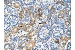 Image no. 1 for anti-Heterogeneous Nuclear Ribonucleoprotein L (HNRNPL) (AA 26-75) antibody (ABIN203304) (HNRNPL antibody  (AA 26-75))