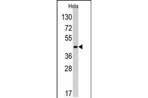 Western blot analysis of anti in Hela cell line lysates (35ug/lane) (RAD9A antibody  (AA 250-279))
