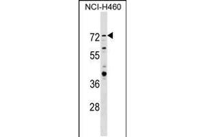 Western blot analysis in NCI-H460 cell line lysates (35ug/lane). (RNF207 antibody  (C-Term))