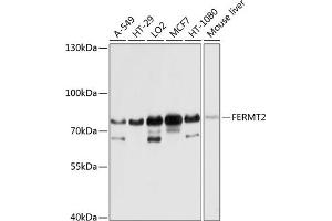 Western blot analysis of extracts of various cell lines, using FERMT2 antibody (ABIN6131926, ABIN6140582, ABIN6140583 and ABIN6224757) at 1:1000 dilution. (FERMT2 antibody  (AA 380-550))
