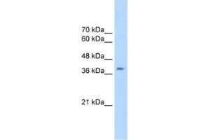 Western Blotting (WB) image for anti-Cyclin-Dependent Kinase 9 (CDK9) antibody (ABIN2463669) (CDK9 antibody)