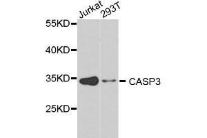 Western blot analysis of extracts of various cell lines, using CASP3 antibody (ABIN5971183) at 1/1000 dilution. (Caspase 3 antibody)