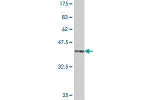 Western Blot detection against Immunogen (38. (Ghrelin antibody  (AA 1-117))