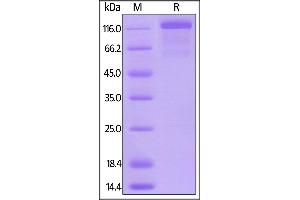 Mouse VEGF R3, Mouse IgG2a Fc Tag, low endotoxin on  under reducing (R) condition. (FLT4 Protein (AA 25-770) (Fc Tag))