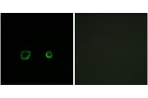 Immunofluorescence analysis of A549 cells, using CNTN4 Antibody. (Contactin 4 antibody  (AA 661-710))