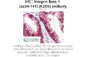 Image no. 1 for anti-Integrin beta 1 (ITGB1) (AA 34-141) antibody (ABIN1723212) (ITGB1 antibody  (AA 34-141))