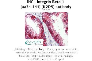 Image no. 1 for anti-Integrin beta 1 (ITGB1) (AA 34-141) antibody (ABIN1723212)