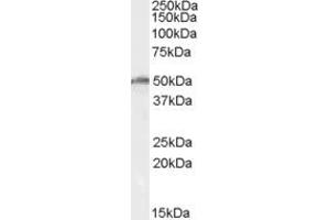Western Blotting (WB) image for anti-DEAD (Asp-Glu-Ala-As) Box Polypeptide 19B (DDX19B) (AA 408-422) antibody (ABIN292539) (DDX19B antibody  (AA 408-422))