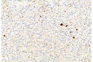 ABIN6264908 and ABIN6277802 at 1/100 staining Rat stomach tissue by IHC-P. (S100A9 antibody  (C-Term))