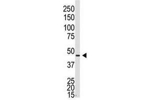 Image no. 1 for anti-Gap Junction Protein, alpha 5, 40kDa (GJA5) (N-Term) antibody (ABIN357093) (Cx40/GJA5 antibody  (N-Term))