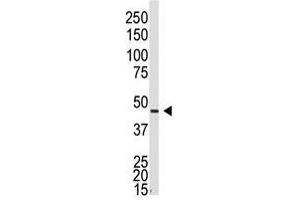 Image no. 1 for anti-Gap Junction Protein, alpha 5, 40kDa (GJA5) (N-Term) antibody (ABIN357093)