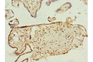 Immunohistochemistry of paraffin-embedded human placenta tissue using ABIN7163641 at dilution of 1:100 (PLEKHA8 antibody  (AA 1-300))