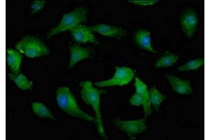 Immunofluorescent analysis of U251 cells using ABIN7142326 at dilution of 1:100 and Alexa Fluor 488-congugated AffiniPure Goat Anti-Rabbit IgG(H+L) (MPST antibody  (AA 102-208))