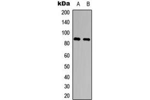 Western blot analysis of CD156a expression in HEK293T (A), PC12 (B) whole cell lysates.