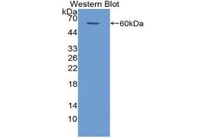 Western blot analysis of the recombinant protein. (BIRC2 antibody  (AA 344-593))