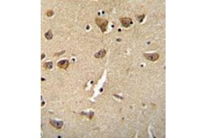 Immunohistochemistry analysis in formalin fixed and paraffin embedded human brain tissue reacted with  Complexin-3 Antibody (Center) followed which was peroxidase conjugated to the secondary antibody and followed by DAB staining. (CPLX3 antibody  (Middle Region))