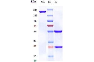 Anti-B7-H2 / ICOSL / CD275 Reference Antibody (prezalumab) on SDS-PAGE under reducing (R) condition. (Recombinant B7-H2 (Prezalumab Biosimilar) antibody)