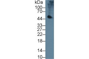 Western Blot; Sample: Mouse Pancreas lysate; Primary Ab: 2µg/ml Rabbit Anti-Mouse PL Antibody Second Ab: 0. (PNLIP antibody  (AA 201-412))