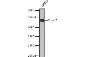 Western blot analysis of extracts of SW480 cells, using Smad7 antibody (ABIN6128715, ABIN6148092, ABIN6148094 and ABIN6214792) at 1:1000 dilution. (SMAD7 antibody  (AA 220-390))