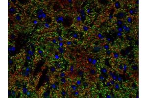 Immunohistochemistry (IHC) image for anti-Solute Carrier Family 6 (Neurotransmitter Transporter, Glycine), Member 5 (SLC6A5) (AA 1-229) antibody (ABIN1742533) (SLC6A5 antibody  (AA 1-229))