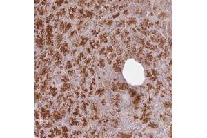 Immunohistochemical staining of human pancreas with CNPY1 polyclonal antibody  shows strong cytoplasmic and nucleolar positivity in exocrine glandular cells at 1:500-1:1000 dilution. (CNPY1 antibody)