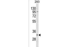 TACO1 Antibody (N-term) (ABIN1539417 and ABIN2849882) western blot analysis in 293 cell line lysates (35 μg/lane). (TACO1 antibody  (N-Term))
