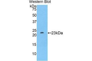 Western Blotting (WB) image for anti-Sialic Acid Binding Ig-Like Lectin 12 (SIGLEC12) (AA 317-512) antibody (ABIN1860552) (SIGLEC12 antibody  (AA 317-512))