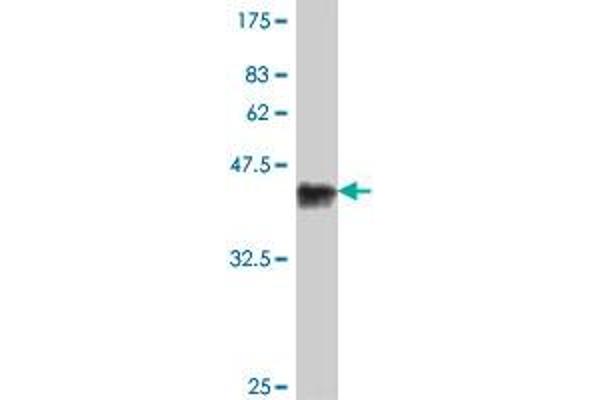Utrophin antibody  (AA 3328-3433)