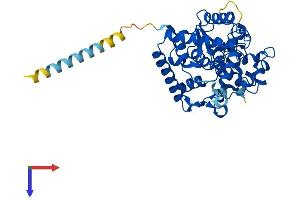 Galactose-3-O-Sulfotransferase 2 (GAL3ST2) (AA 1-394) protein (His tag)
