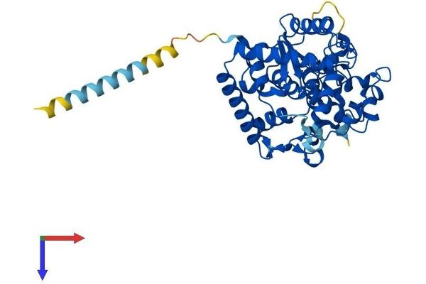 Galactose-3-O-Sulfotransferase 2 (GAL3ST2) (AA 1-394) protein (His tag)