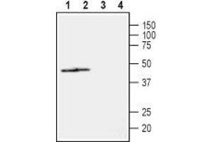 Western blot analysis of rat (lanes 1 and 3) and mouse (lanes 2 and 4) heart lysates: - 1,2.