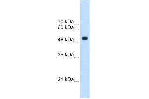 WB Suggested Anti-CXorf34 Antibody Titration:  2.