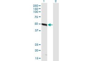 Western Blot analysis of FBXO9 expression in transfected 293T cell line by FBXO9 MaxPab polyclonal antibody. (FBXO9 antibody  (AA 1-437))