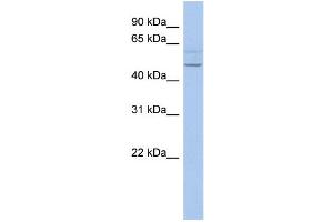 WB Suggested Anti-PWWP2B Antibody Titration:  0. (PWWP2B antibody  (N-Term))