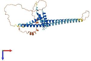 Myb/SANT-Like DNA-Binding Domain Containing 4 with Coiled-Coils (MSANTD4) (AA 1-345) protein (His tag)