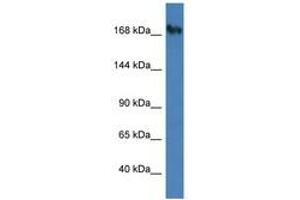 Image no. 1 for anti-Nucleoporin 153kDa (NUP153) (AA 1127-1176) antibody (ABIN6747451) (NUP153 antibody  (AA 1127-1176))