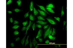 Image no. 4 for anti-SH3 Domain Containing 19 (SH3D19) (AA 94-204) antibody (ABIN466273) (SH3D19 antibody  (AA 94-204))