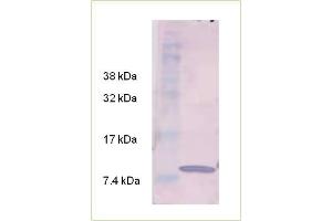 Western Blot analysis of rhumanTGF beta-3 using Anti-Human TGFbeta-3 IgG Human TGFbeta-3 protein was resolved by SDS-PAGE, transferred to a NC membrane and probed with a dilution 1: 1, 000 of Anti-Human TGFbeta-3 IgG.