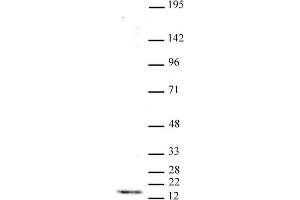 Histone H3 trimethyl Lys4 antibody tested by Western blot. (Histone 3 antibody  (H3K4me3))