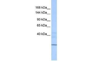 ZNHIT1 antibody used at 0. (ZNHIT1 antibody  (N-Term))