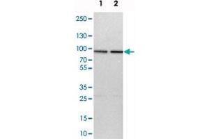 Western blot analysis of cell lysates with HSPA12B polyclonal antibody  at 1:250-1:500 dilution.